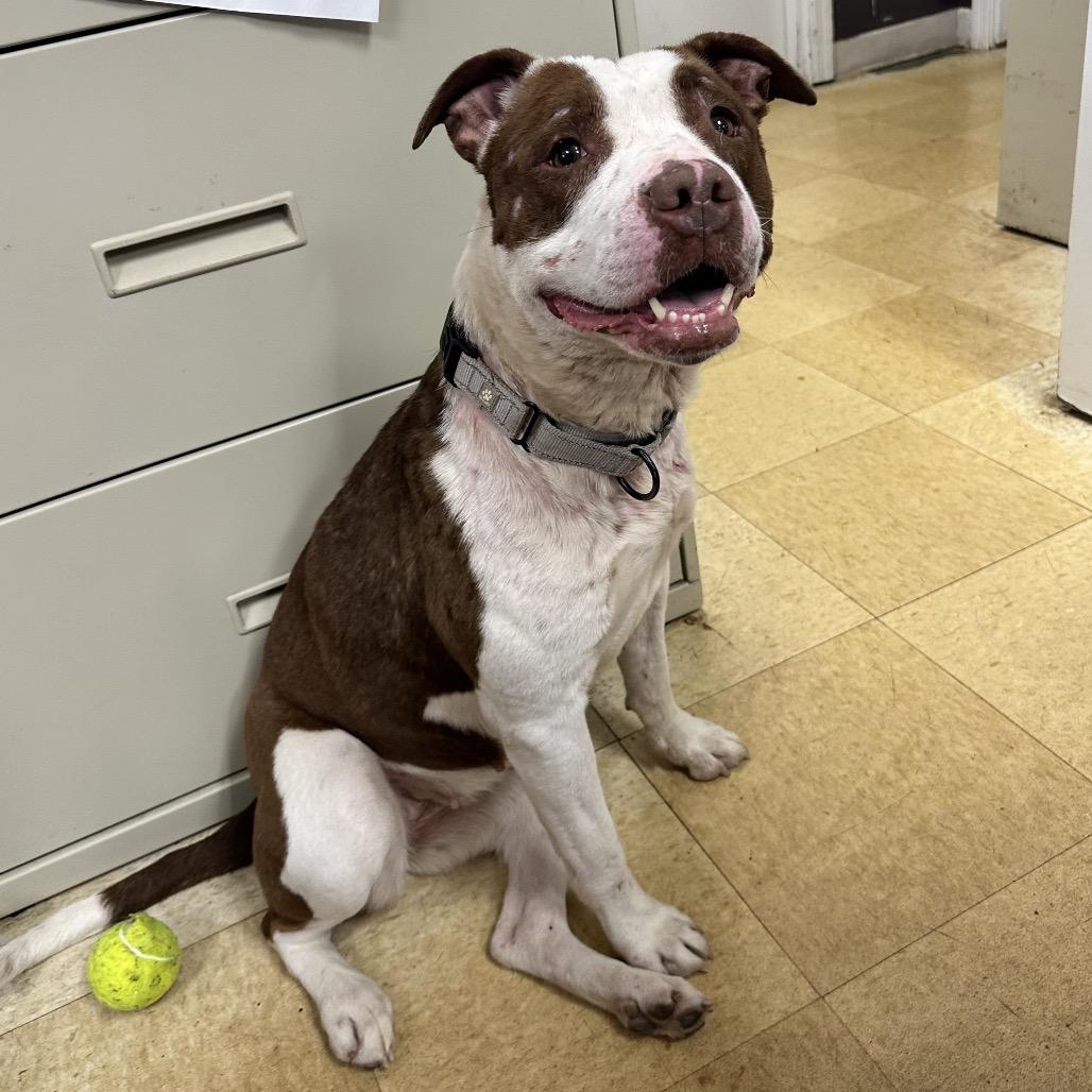 Enlarge Rosie K22, a Adoptable Pit Bull Terrier in Union, MO image 6/6