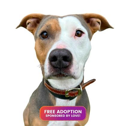 Zoey, Adoptable, Adult Female Pit Bull Terrier & Mixed Breed.