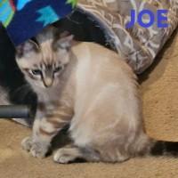 Joe & Buttercup, Adoptable, Young Male Domestic Short Hair.
