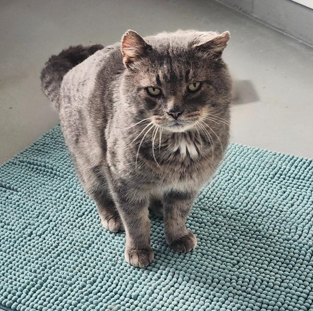 Enlarge Ash, a Adoptable mixed breed in Barron, WI image 1/6