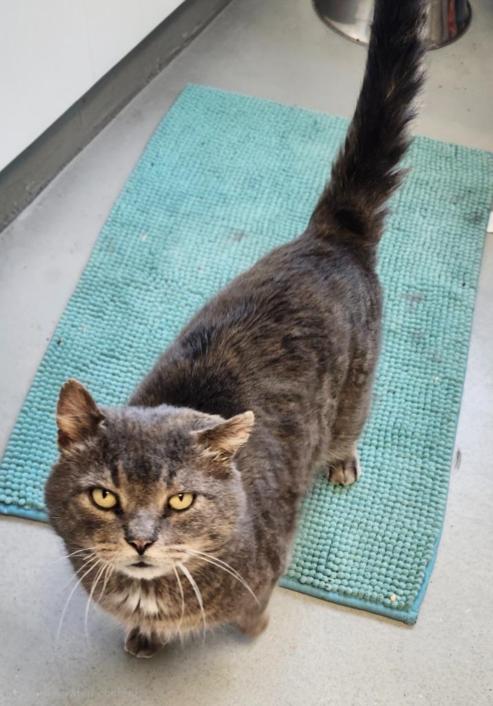 Enlarge Ash, a Adoptable mixed breed in Barron, WI image 4/6