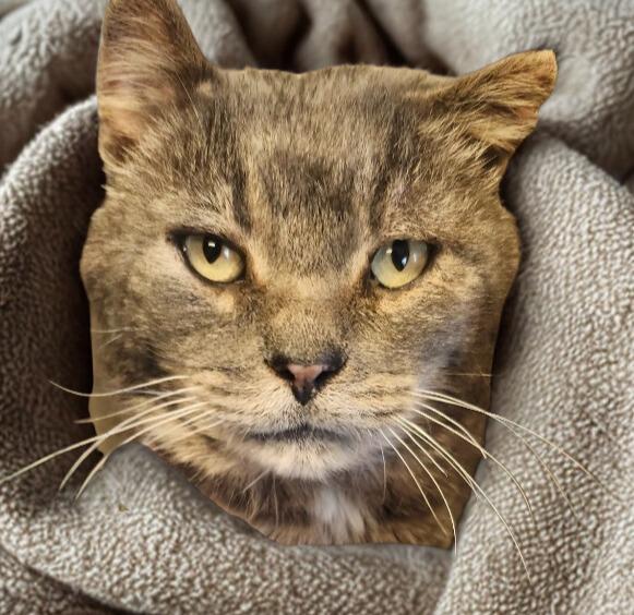 Enlarge Ash, a Adoptable mixed breed in Barron, WI image 5/6