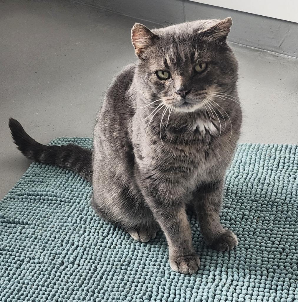 Enlarge Ash, a Adoptable mixed breed in Barron, WI image 6/6