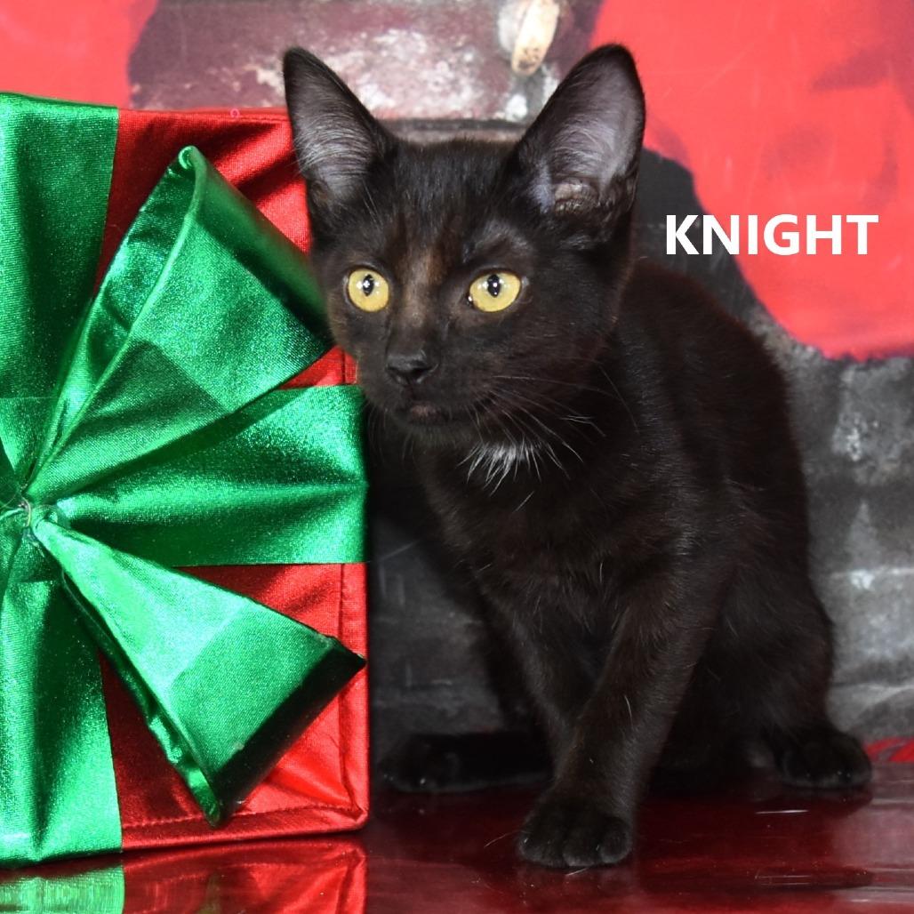 Enlarge Knight, a Adoptable Domestic Short Hair in Yuma, AZ image 1/2