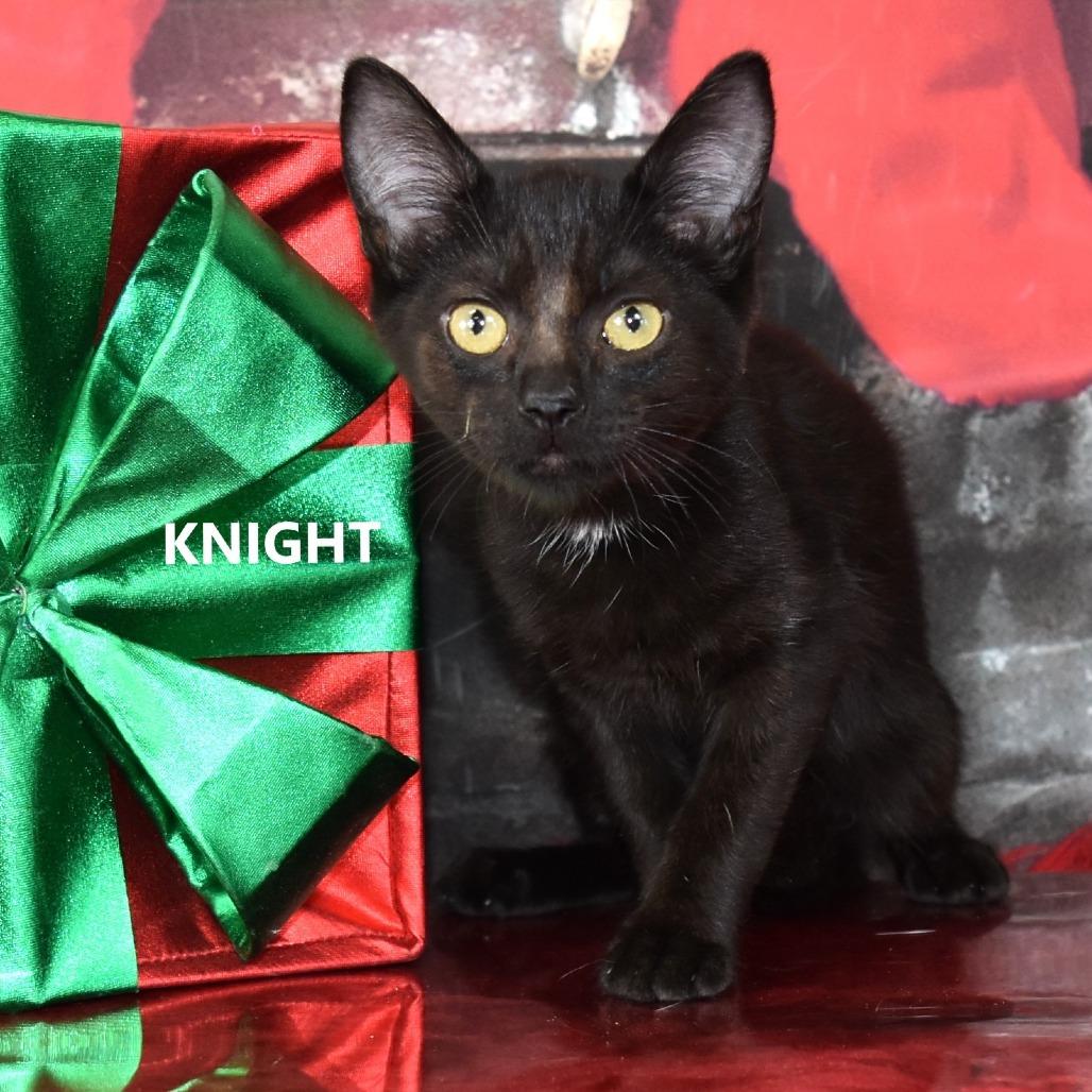 Enlarge Knight, a Adoptable Domestic Short Hair in Yuma, AZ image 2/2