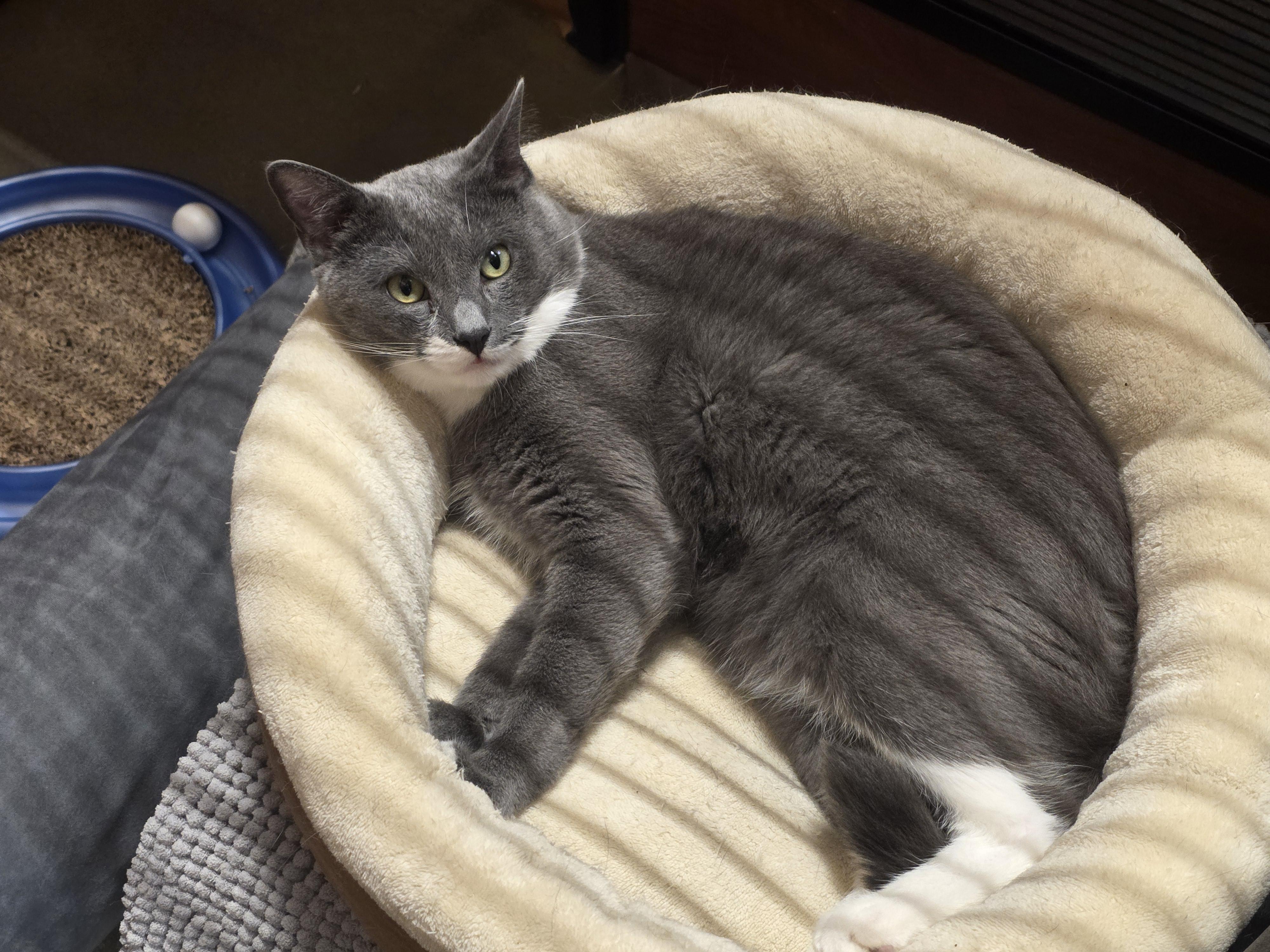 Enlarge Orion - our Angel from the Stars @ North Bergen PetSmart!, a Adoptable Tuxedo in North Bergen, NJ image 1/6