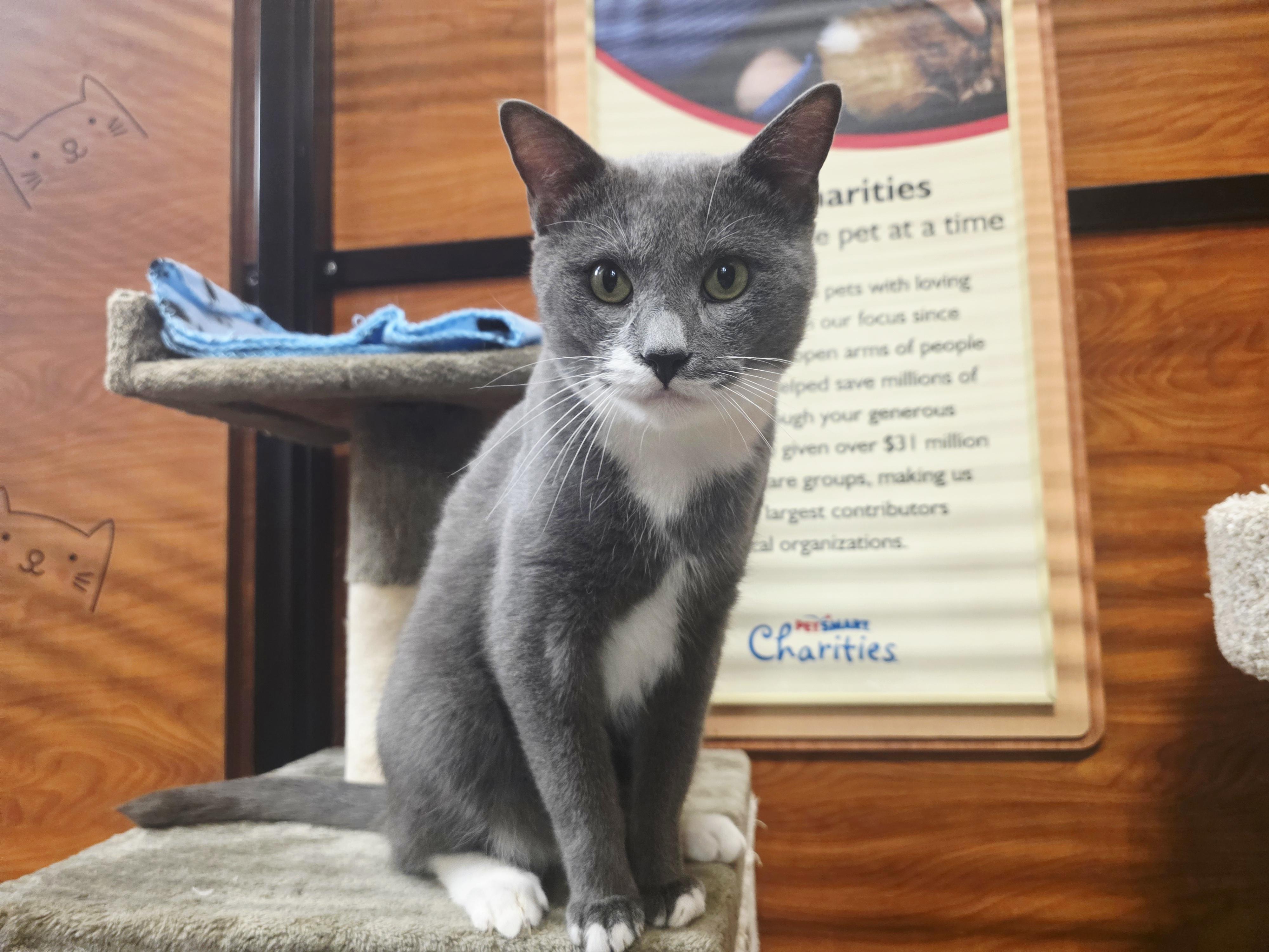 Enlarge Orion - our Angel from the Stars @ North Bergen PetSmart!, a Adoptable Tuxedo in North Bergen, NJ image 2/6