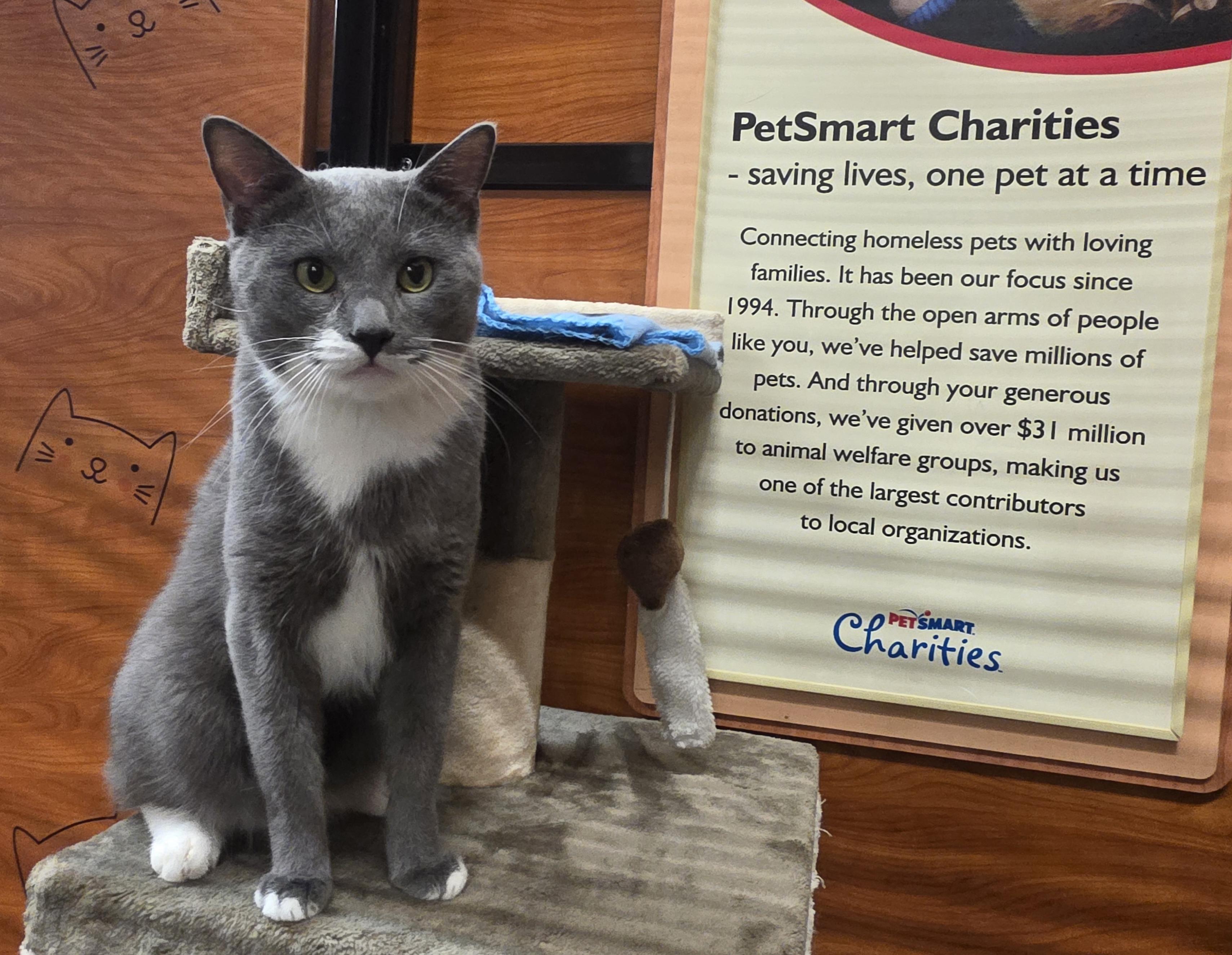 Enlarge Orion - our Angel from the Stars @ North Bergen PetSmart!, a Adoptable Tuxedo in North Bergen, NJ image 3/6