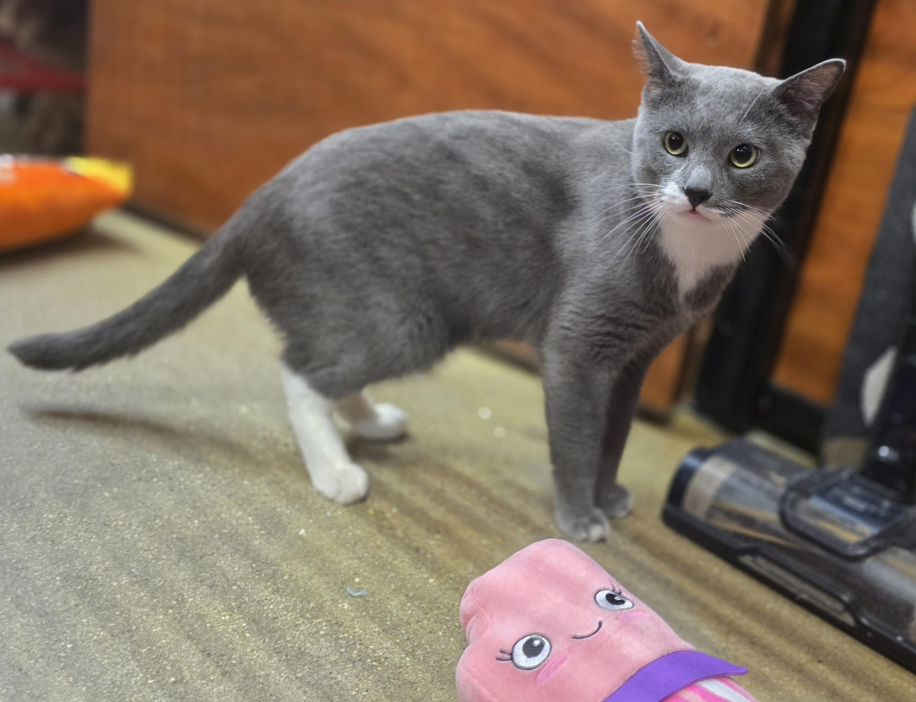 Enlarge Orion - our Angel from the Stars @ North Bergen PetSmart!, a Adoptable Tuxedo in North Bergen, NJ image 6/6