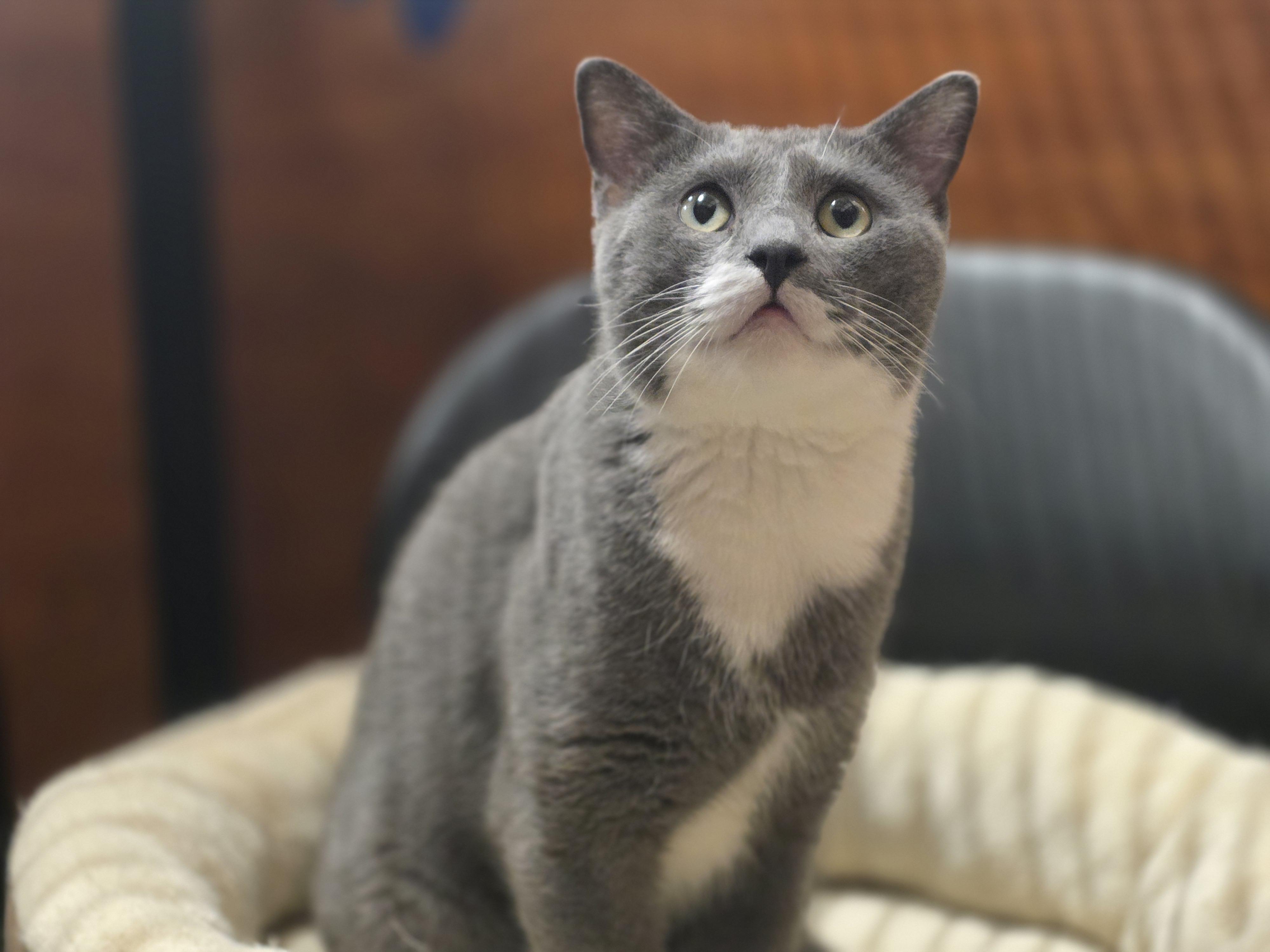 Enlarge Orion - our Angel from the Stars @ North Bergen PetSmart!, a Adoptable Tuxedo in North Bergen, NJ image 4/6