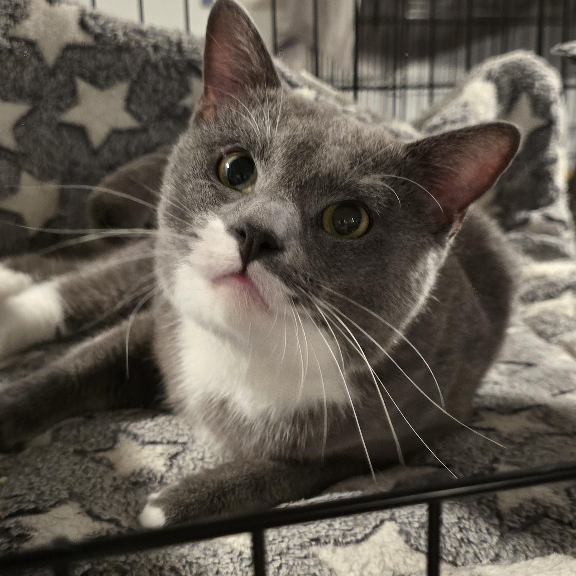 Orion - our Angel from the Stars