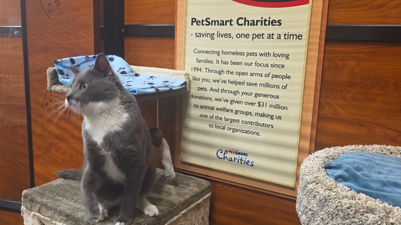 Enlarge Orion - our Angel from the Stars @ North Bergen PetSmart!, a Adoptable Tuxedo in North Bergen, NJ video 5/6