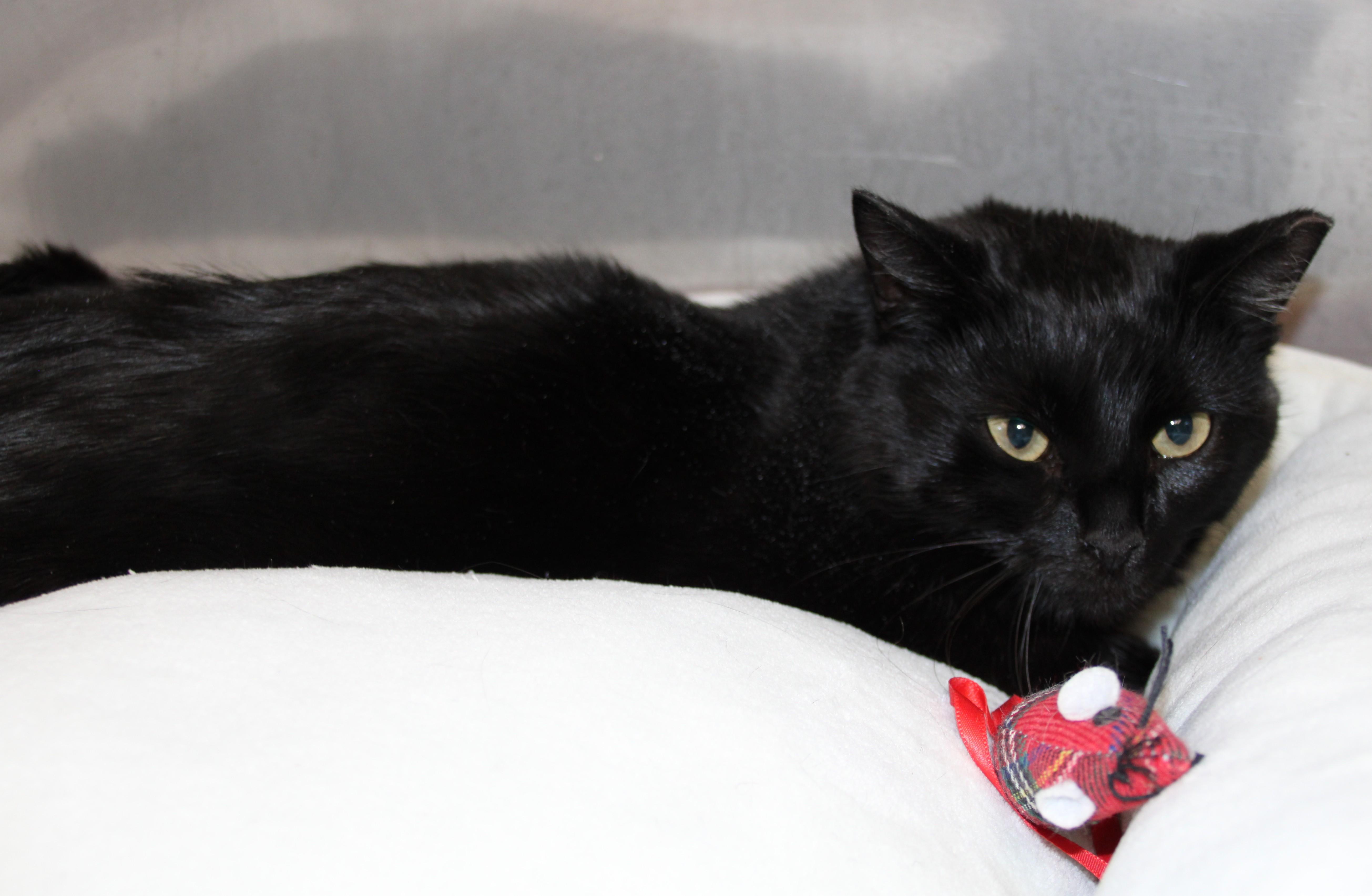 Enlarge Maxine, an adopted Domestic Short Hair in Medfield, MA image 1/1