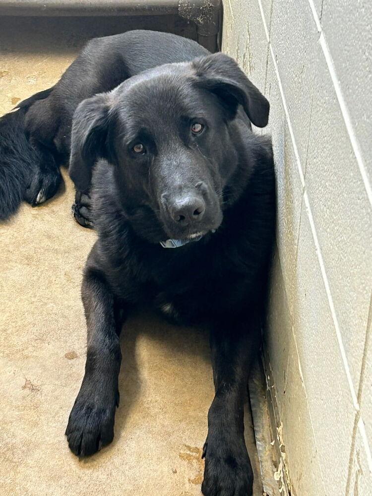 Enlarge Colliton / Atlas, a Adoptable mixed breed in Broomfield, CO image 1/5