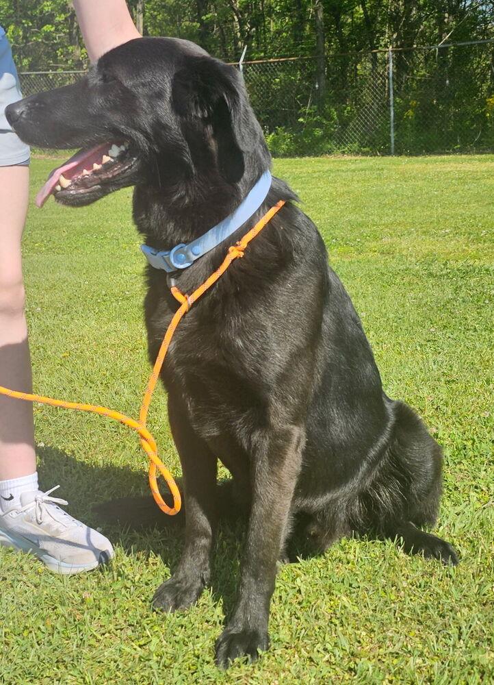 Enlarge Colliton / Atlas, a Adoptable mixed breed in Broomfield, CO image 2/5