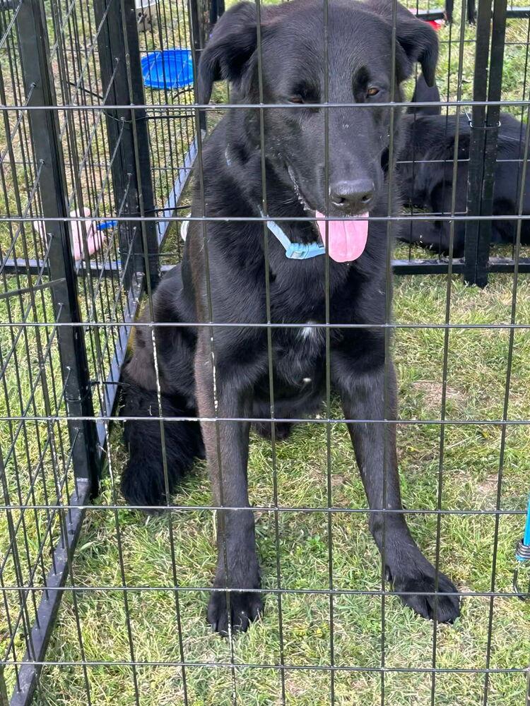 Enlarge Colliton / Atlas, a Adoptable mixed breed in Broomfield, CO image 3/5