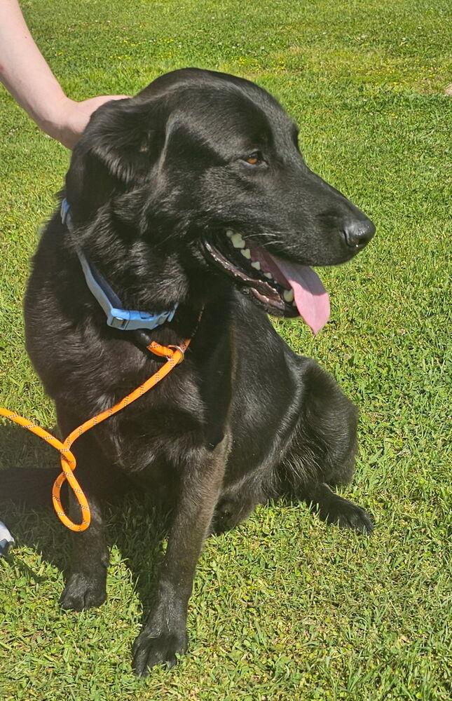 Enlarge Colliton / Atlas, a Adoptable mixed breed in Broomfield, CO image 4/5