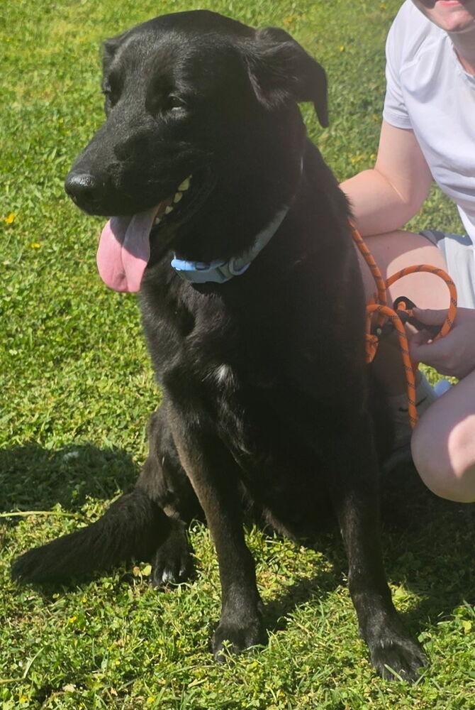 Enlarge Colliton / Atlas, a Adoptable mixed breed in Broomfield, CO image 5/5