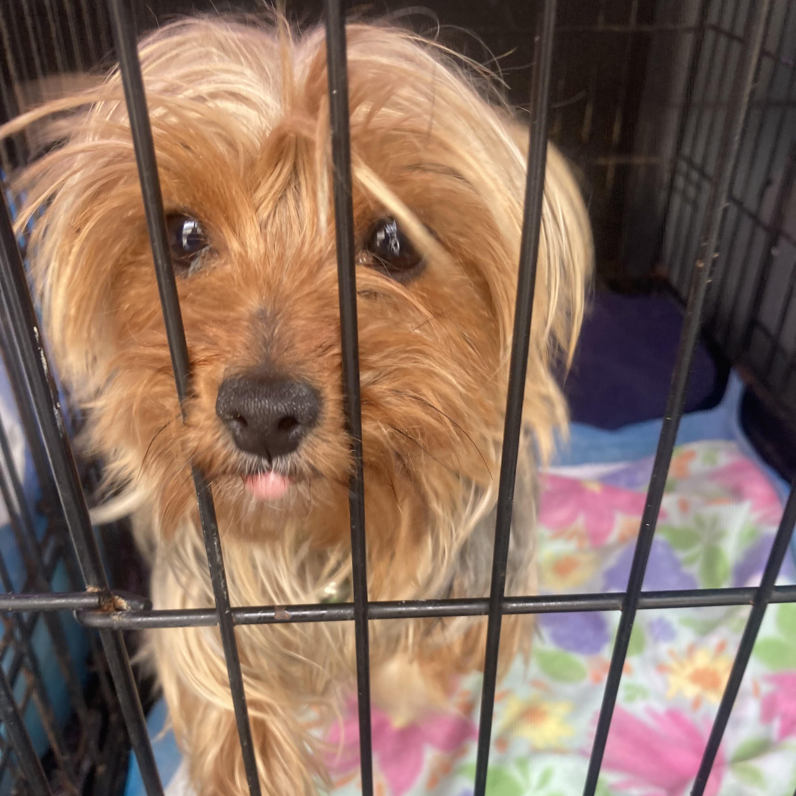 Jane, adopted, Adult Female Yorkshire Terrier.
