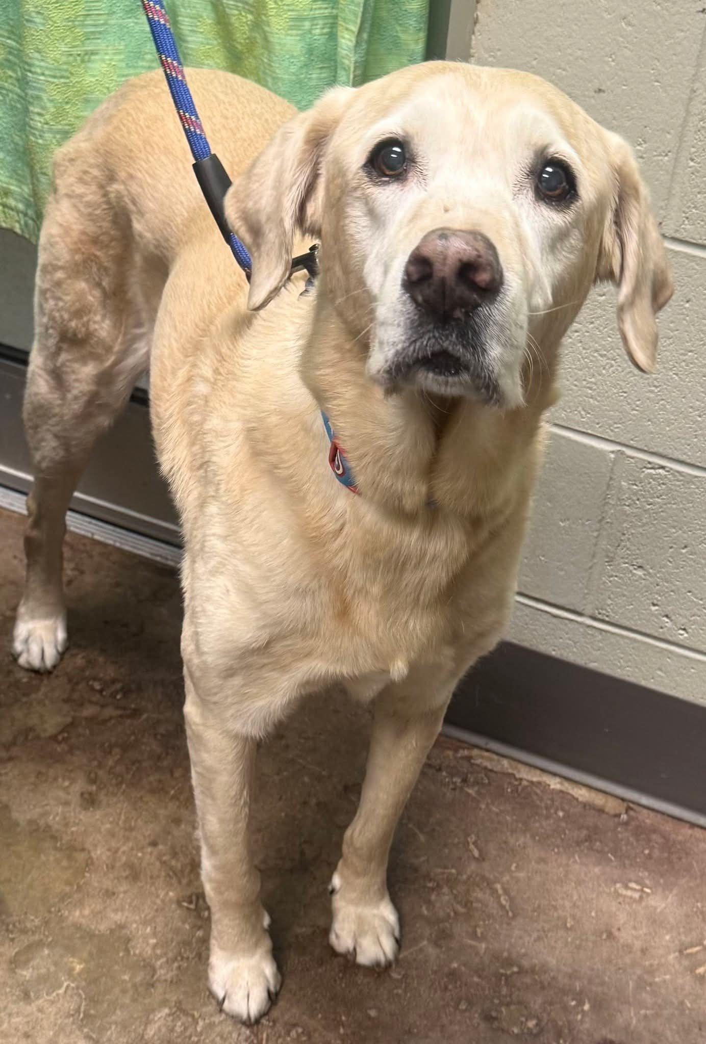 Tango, adopted, Adult Male Mixed Breed.