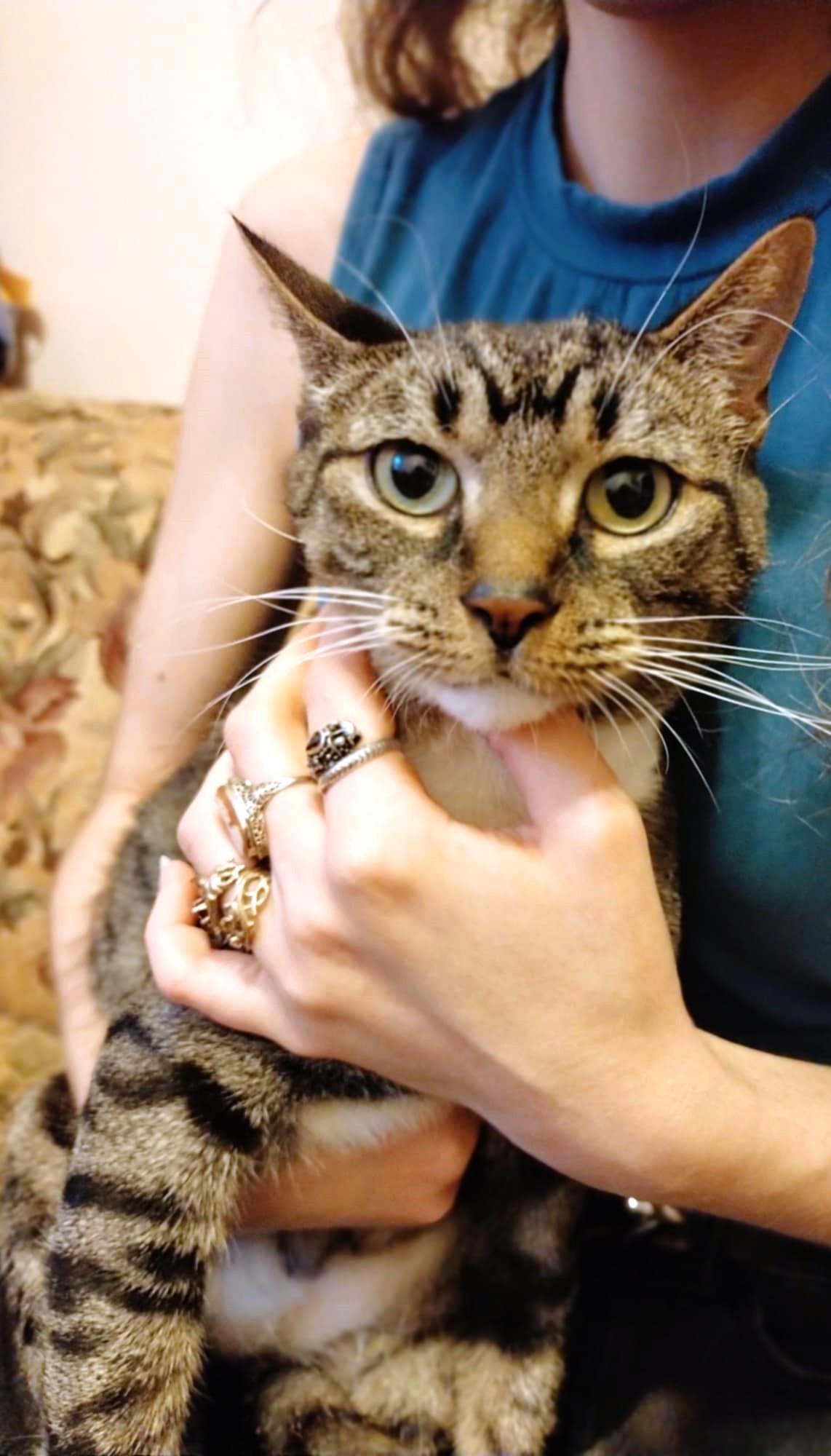 Besa, Adoptable, Adult Female Extra-Toes Cat / Hemingway Polydactyl & Tabby.