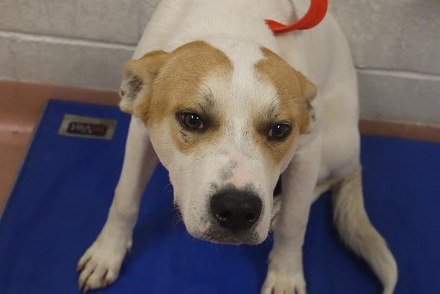 ANCHOR, Adoptable, Young Male Mixed Breed.