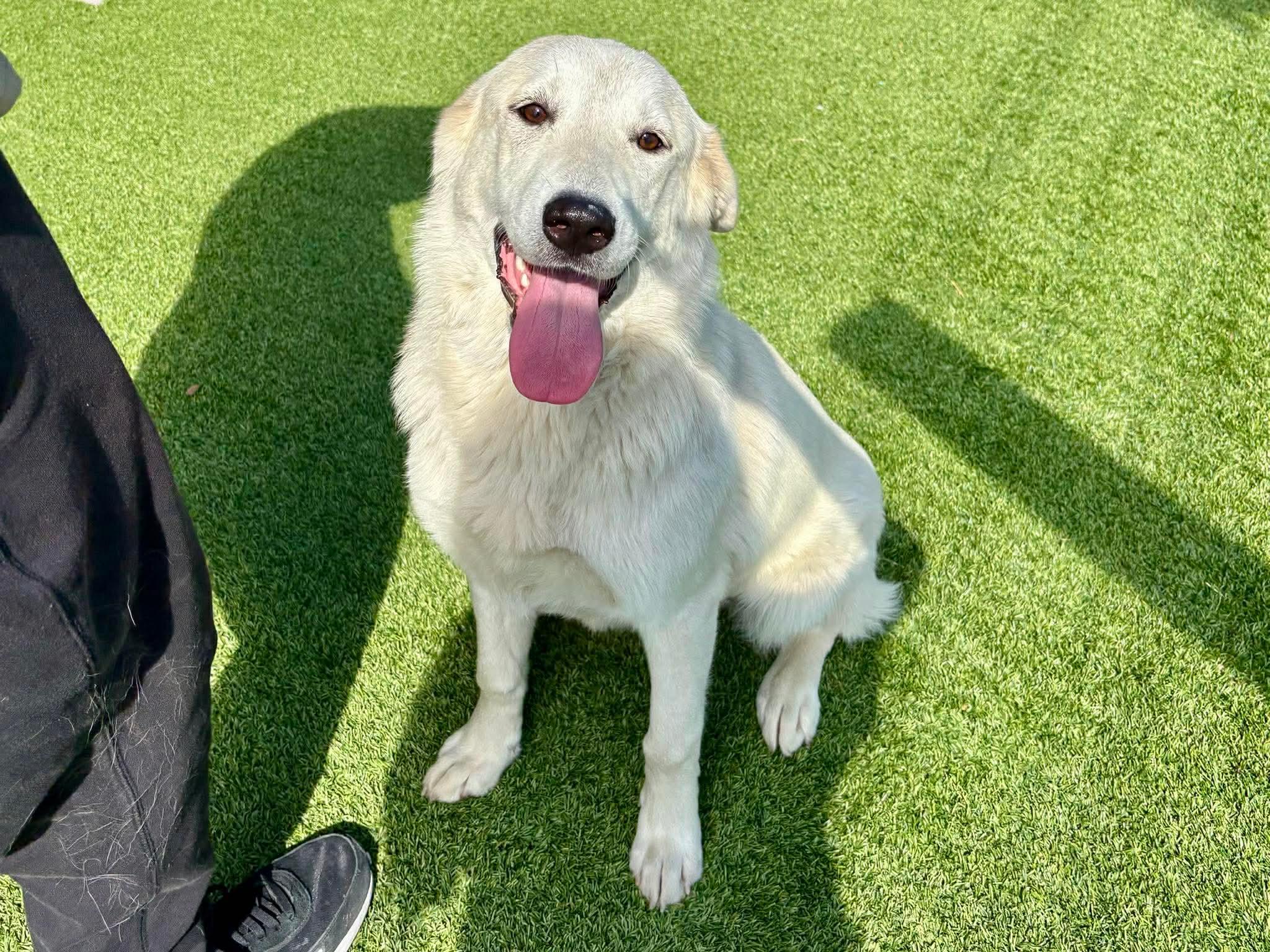 Enlarge Asuna , an adoptable mixed breed in Elkhorn, WI image 3/3