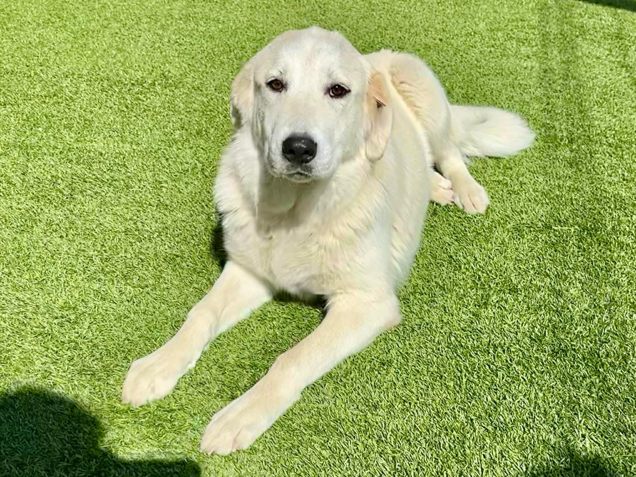 Enlarge Asuna , an adoptable mixed breed in Elkhorn, WI image 2/3