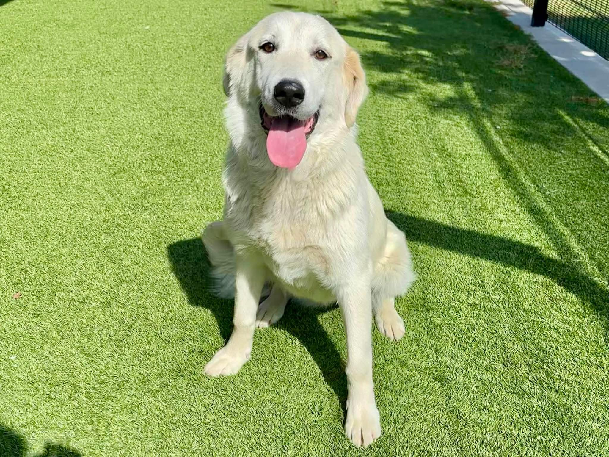 Asuna , adoptable, Young Female Golden Retriever.