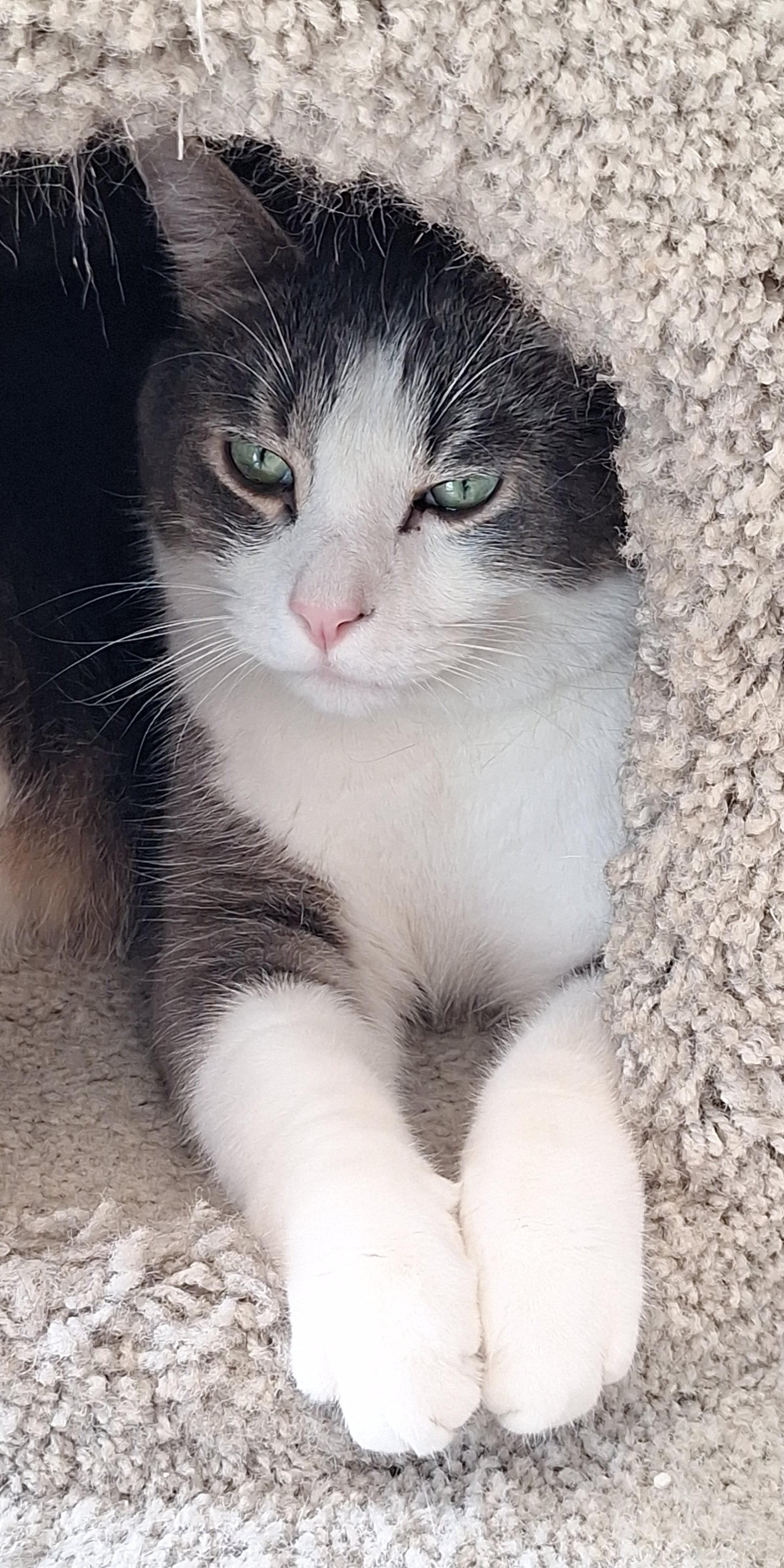 Enlarge Bruster, a Adoptable mixed breed in Spokane, WA image 3/4