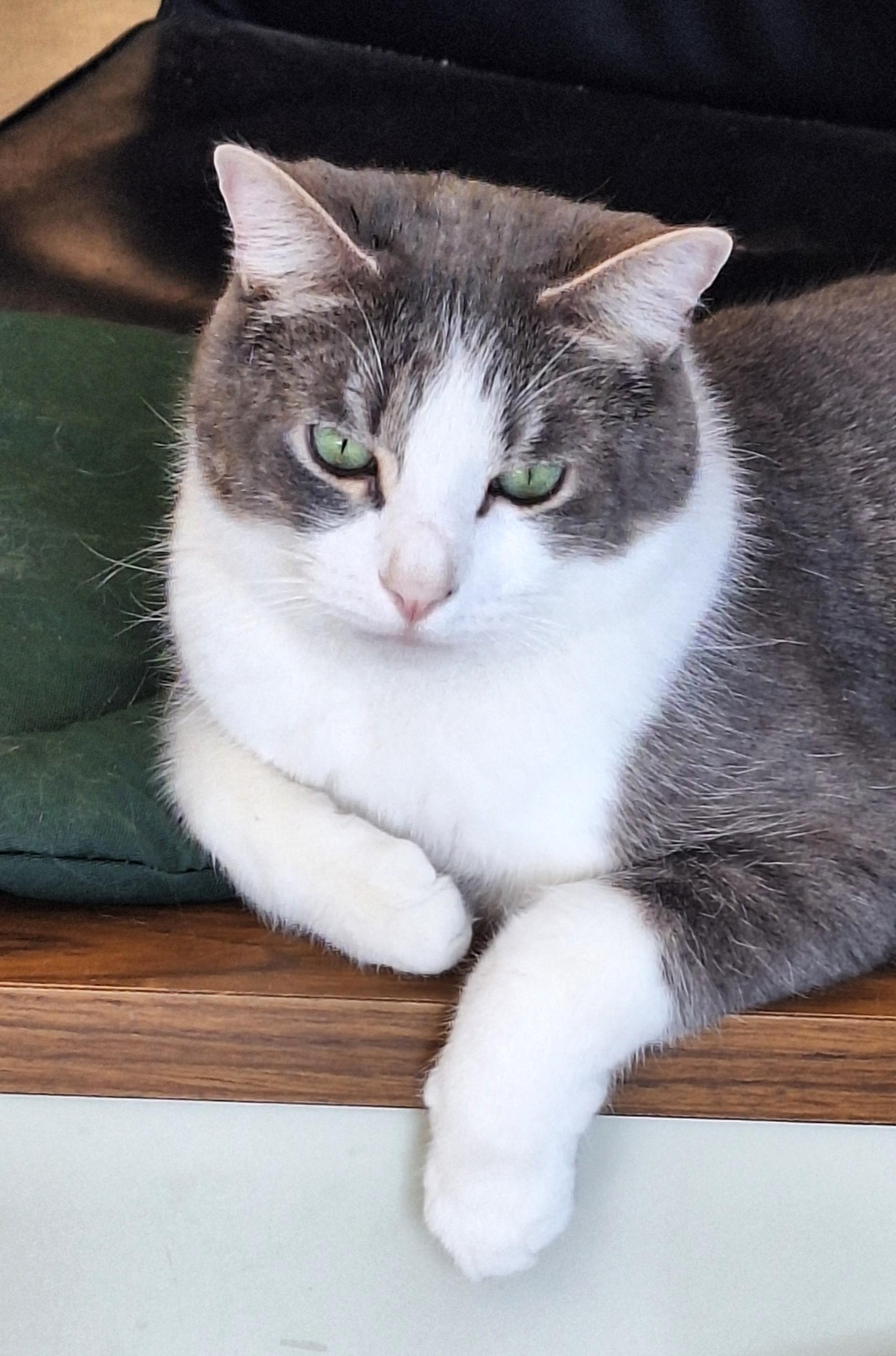 Enlarge Bruster, a Adoptable mixed breed in Spokane, WA image 2/4