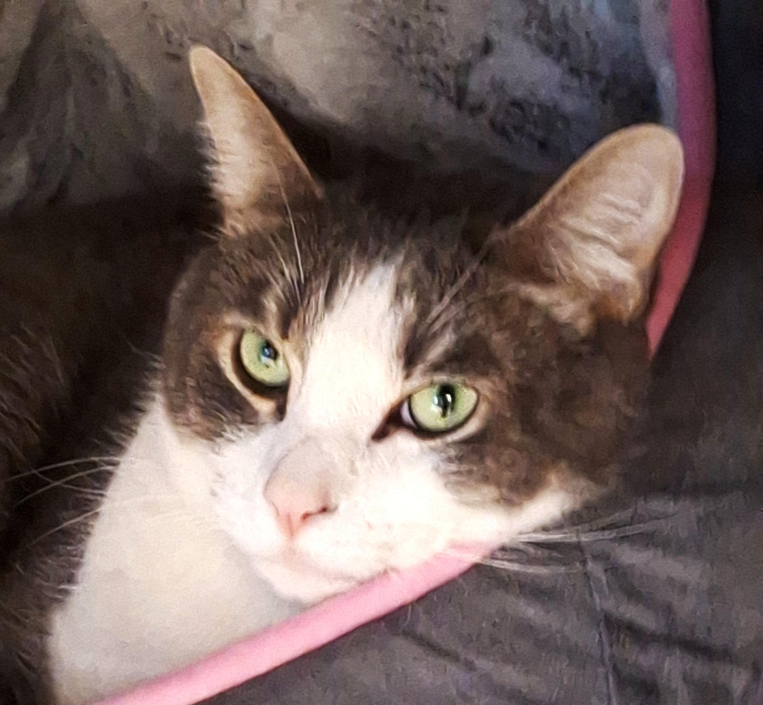 Enlarge Bruster, a Adoptable mixed breed in Spokane, WA image 1/4