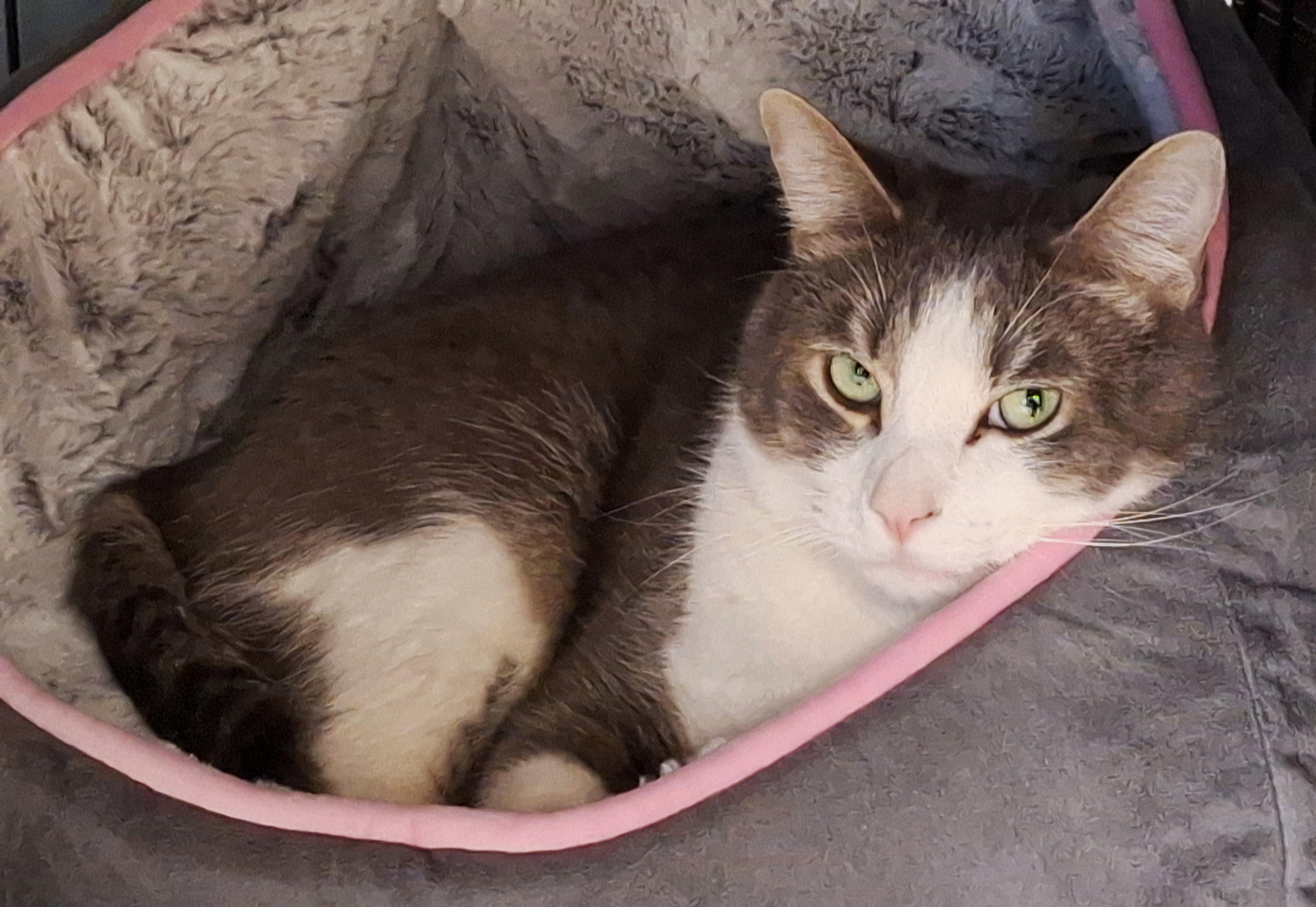 Enlarge Bruster, a Adoptable mixed breed in Spokane, WA image 4/4