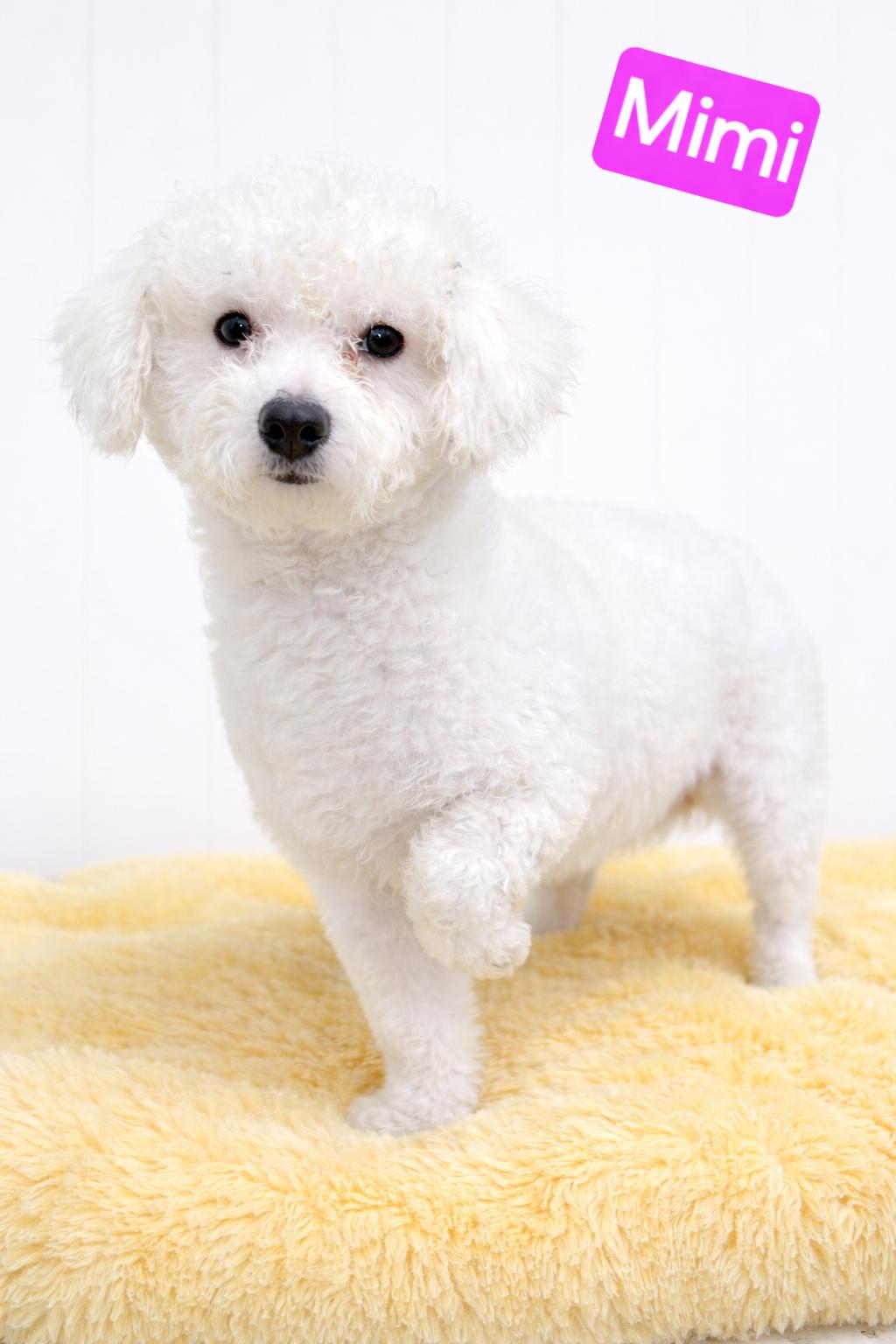 Mimi, ADOPTABLE, Adult Female Poodle.