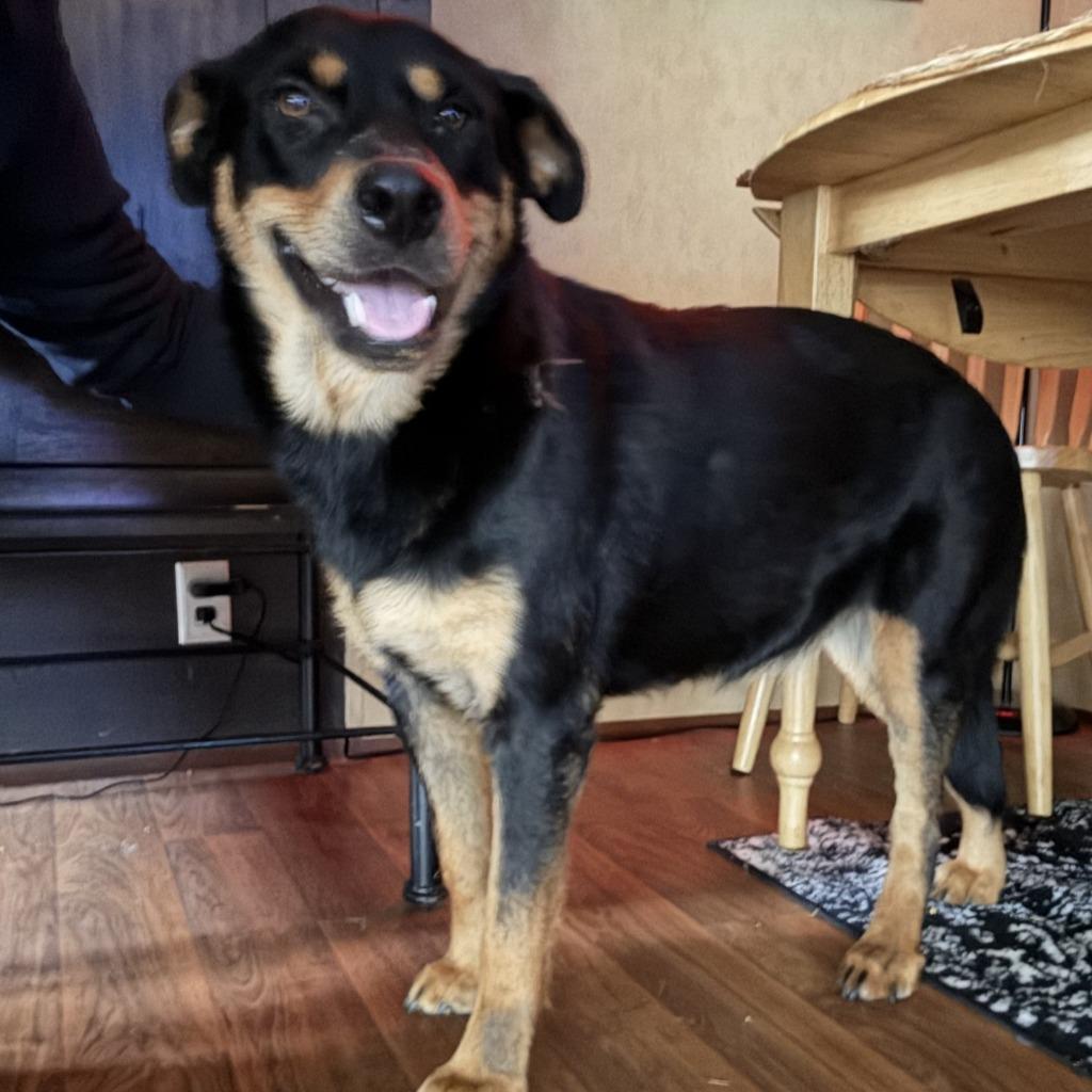 Enlarge Xena, a Adoptable Mixed Breed in Little Rock, AR image 1/5