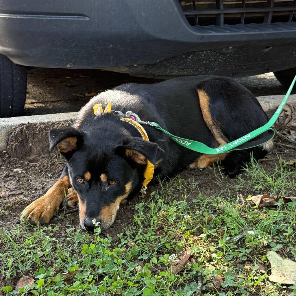 Enlarge Xena, a Adoptable Mixed Breed in Little Rock, AR image 2/5