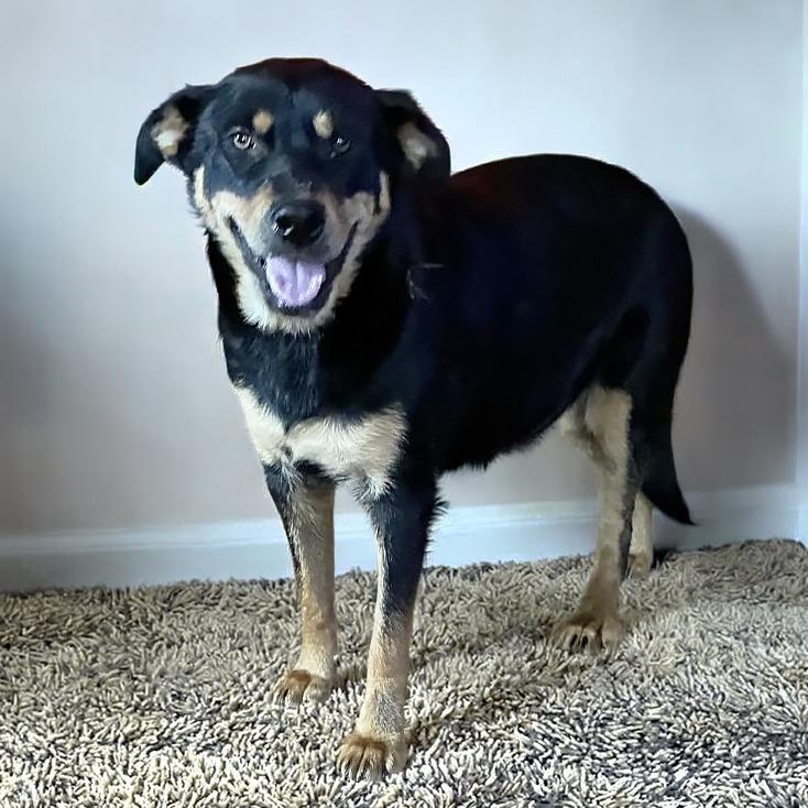 Enlarge Xena, a Adoptable Mixed Breed in Little Rock, AR image 4/5