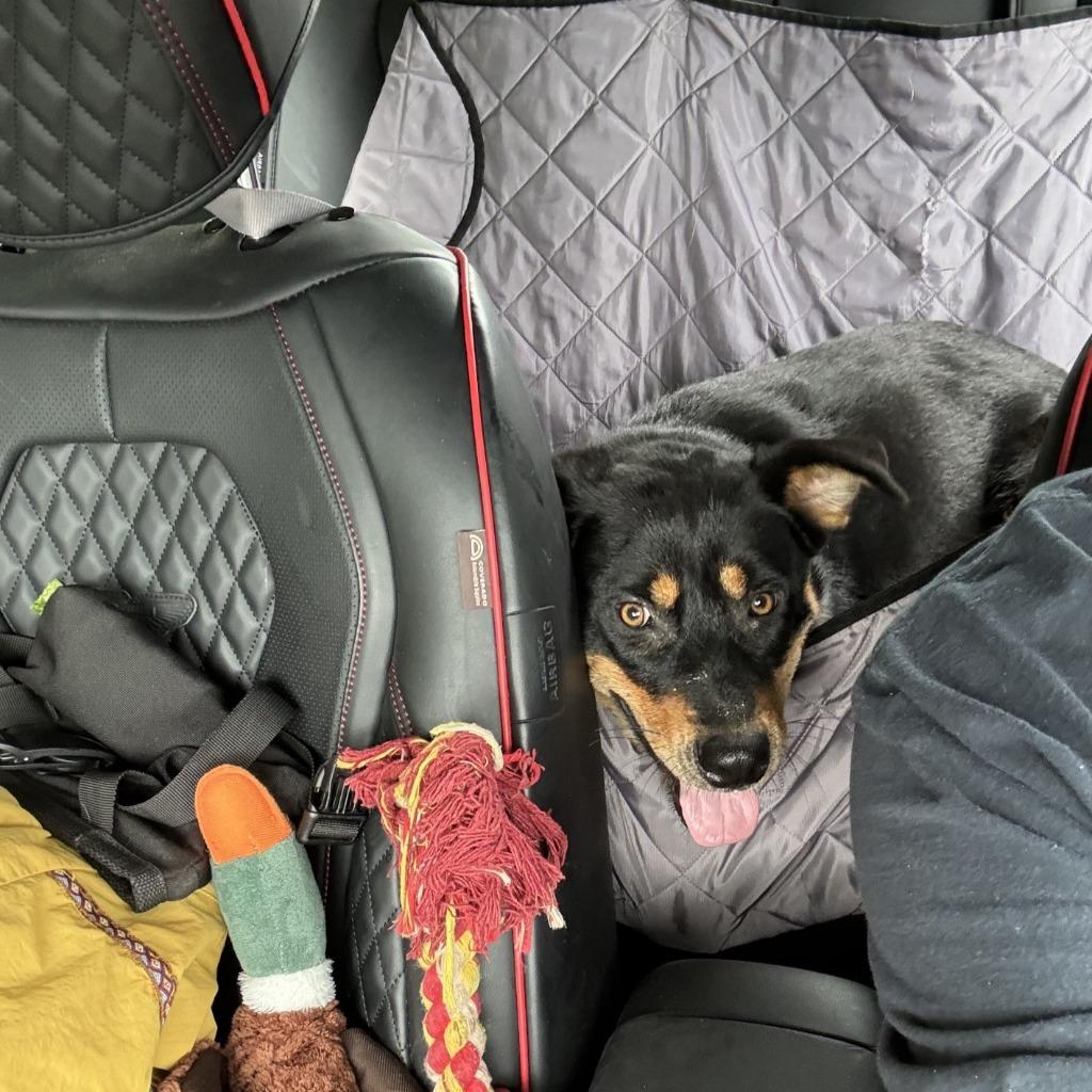 Enlarge Xena, a Adoptable Mixed Breed in Little Rock, AR image 5/5