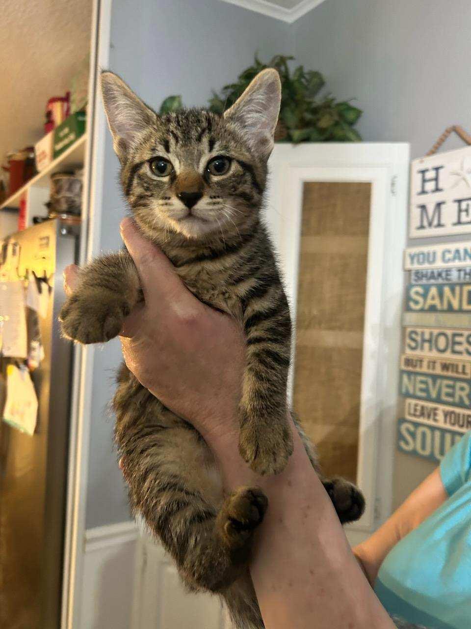 Enlarge Reecie, a Adoptable American Shorthair in Marine City, MI image 1/2