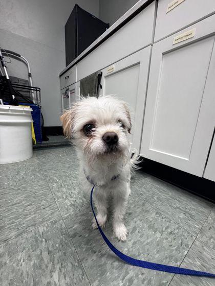 Junior, Adoptable, Adult Male Chihuahua & Mixed Breed.