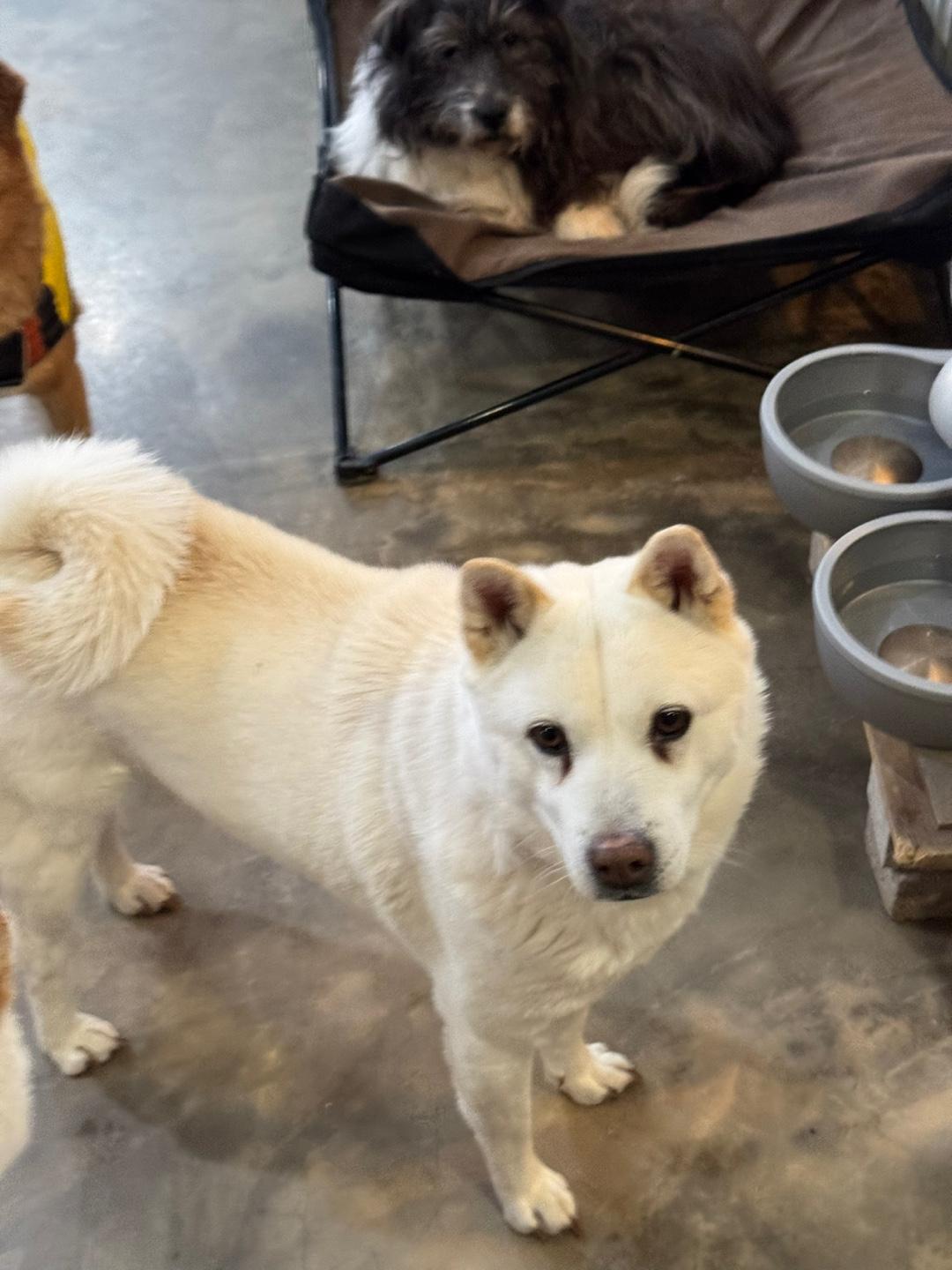 Enlarge YURI', a Adoptable mixed breed in Springfield, VA image 2/3