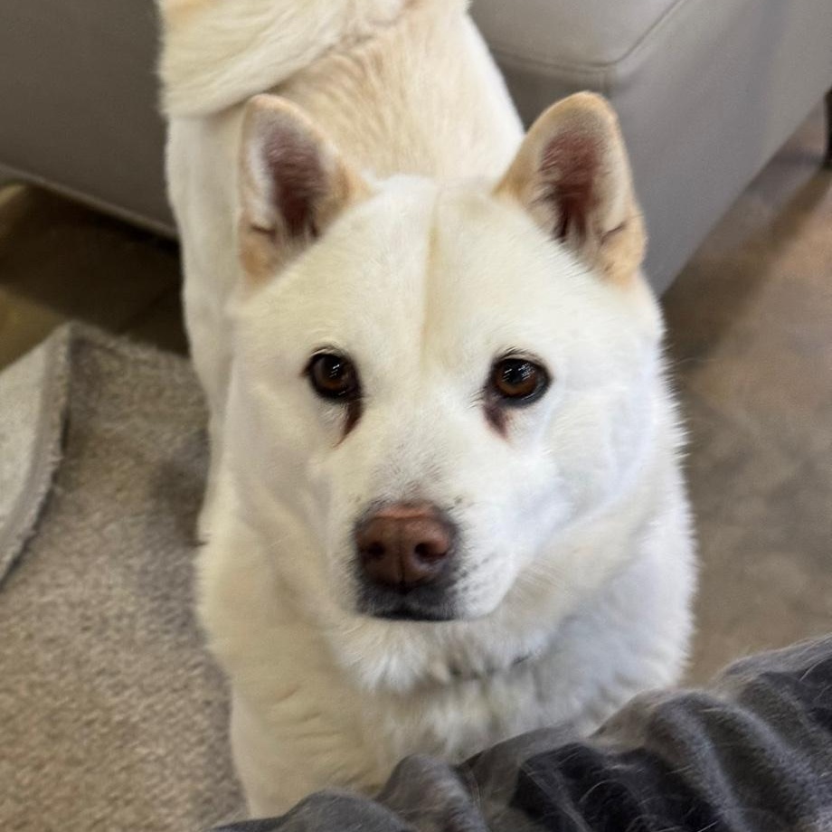 Enlarge YURI', a Adoptable mixed breed in Springfield, VA image 3/3