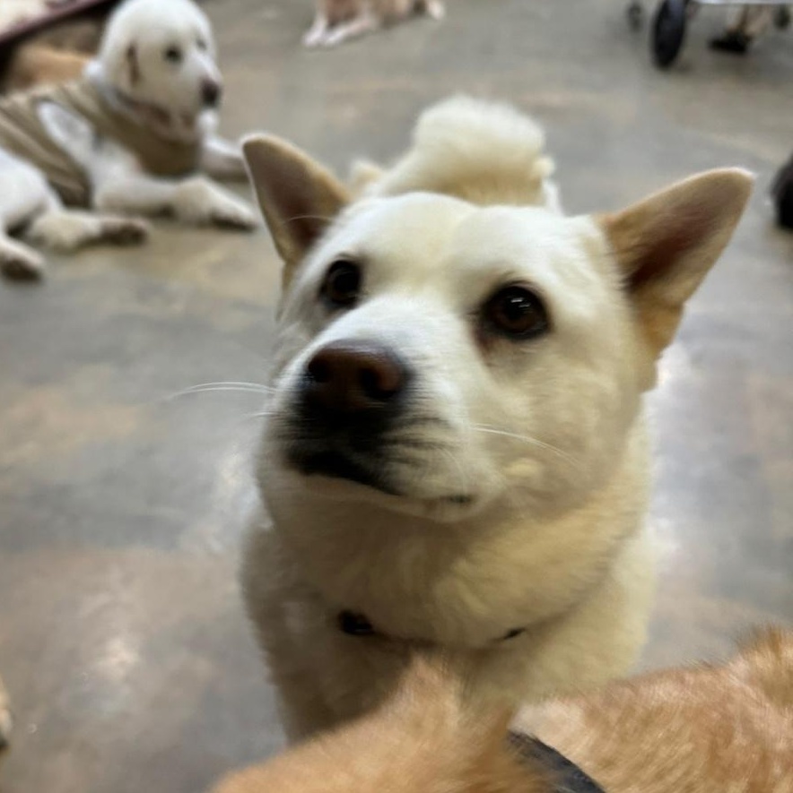YURI', Adoptable, Adult Female Jindo & Chow Chow.