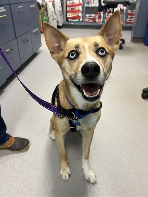 Enlarge KIDA, a Adoptable mixed breed in Methuen, MA image 1/1