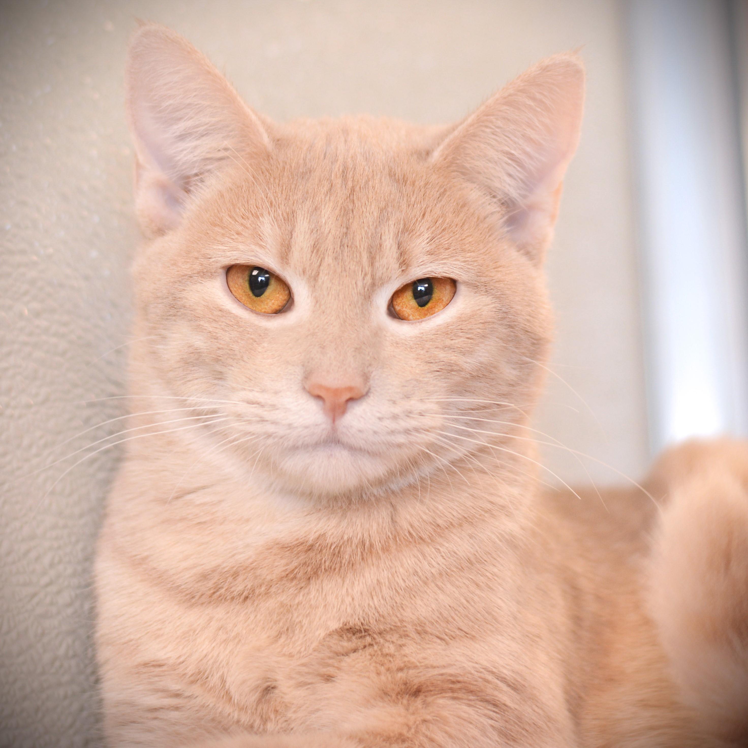Enlarge Apricot, an adopted Domestic Short Hair in Amsterdam, NY image 1/1