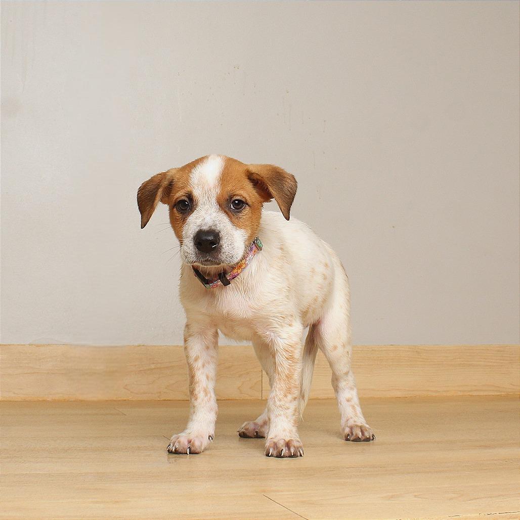 Enlarge Daisy D71082, a Adoptable mixed breed in Minnetonka, MN image 3/5