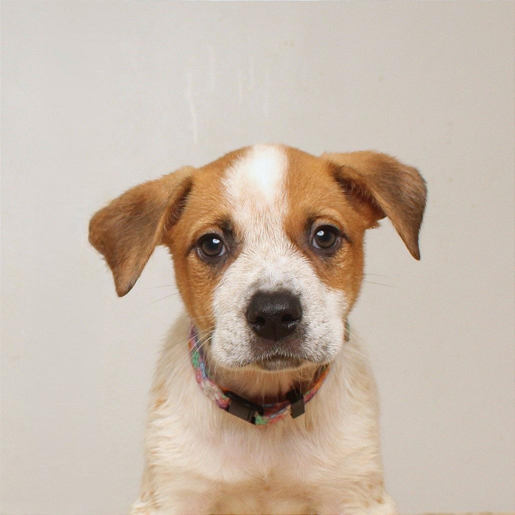 Enlarge Daisy D71082, a Adoptable mixed breed in Minnetonka, MN image 4/5
