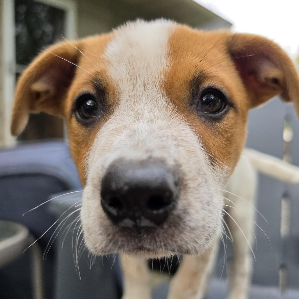 Enlarge Daisy D71082, a Adoptable mixed breed in Minnetonka, MN image 5/5