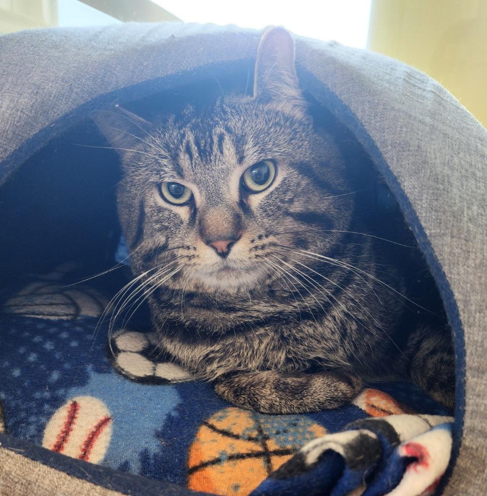 Busta Move, Adoptable, Adult Male Domestic Short Hair.