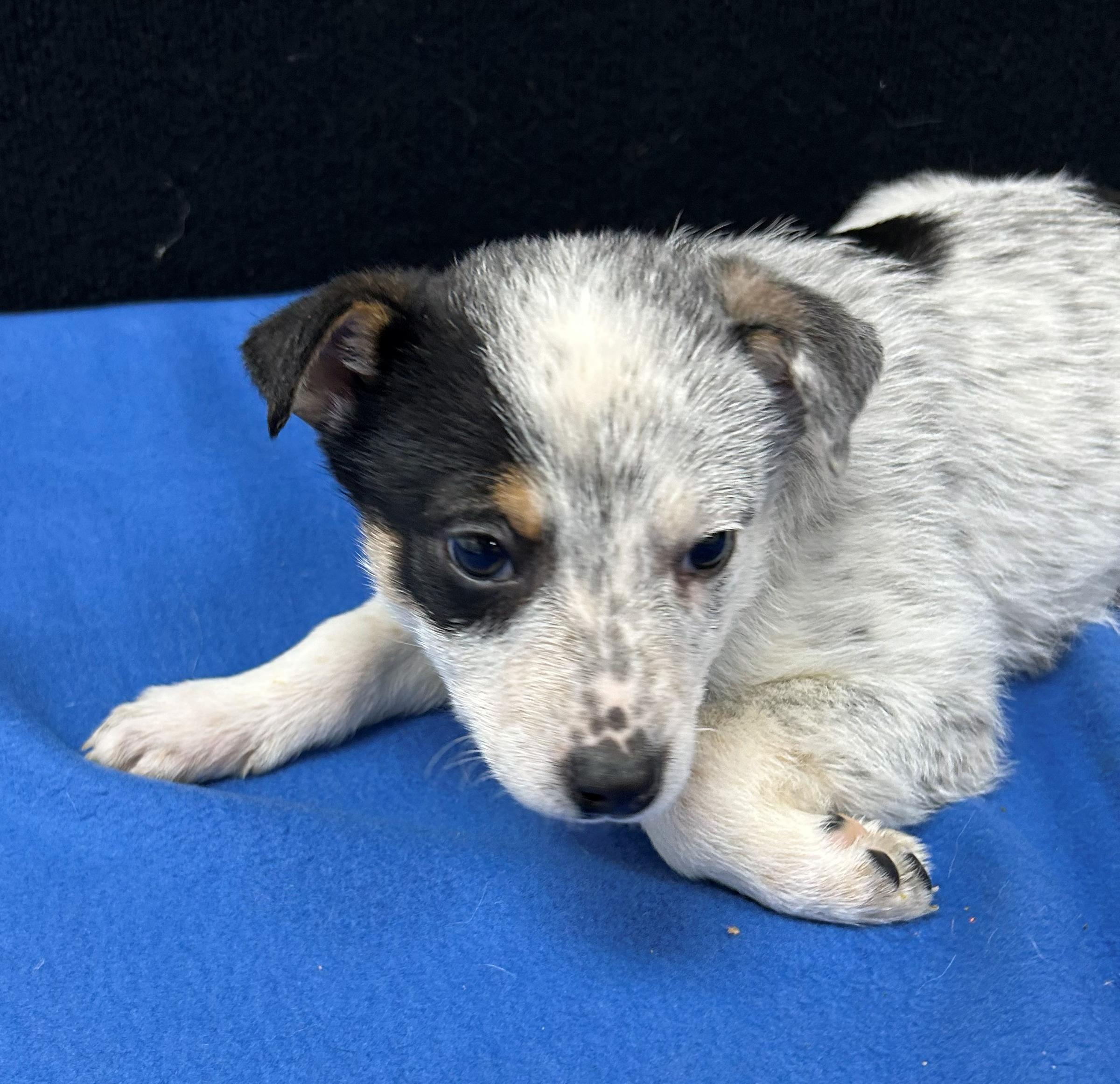 Enlarge Billy, a Adoptable mixed breed in Neillsville, WI image 4/5